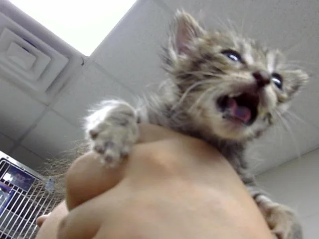 A baby small-sized female Domestic Short Hair cat named A for adoption in Pasadena, TX