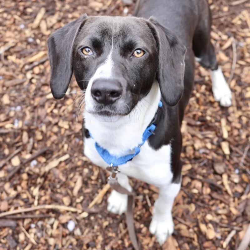An adult medium-sized male Black Beagle dog named Toby for adoption in Briarcliff Manor, NY