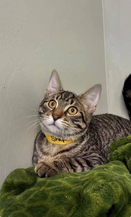 A baby medium-sized male Domestic Short Hair cat named Shepherd for adoption in Picayune, MS