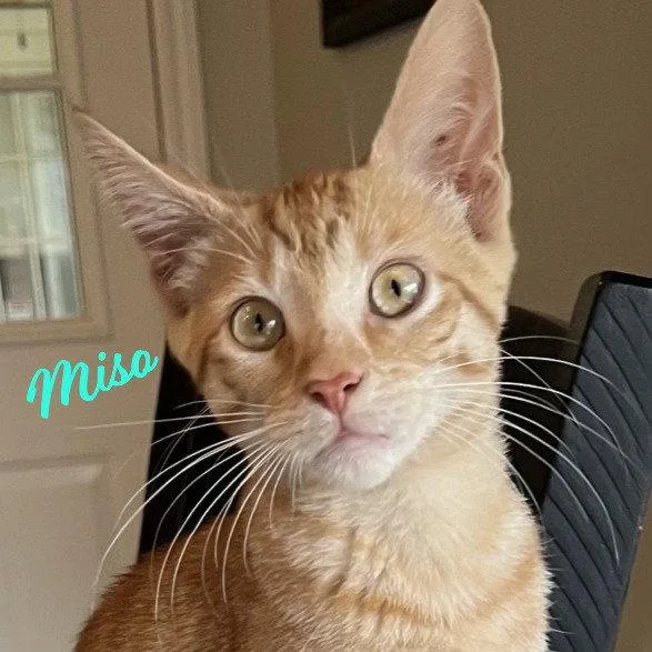 Miso Japaneselitter thumbnail 3