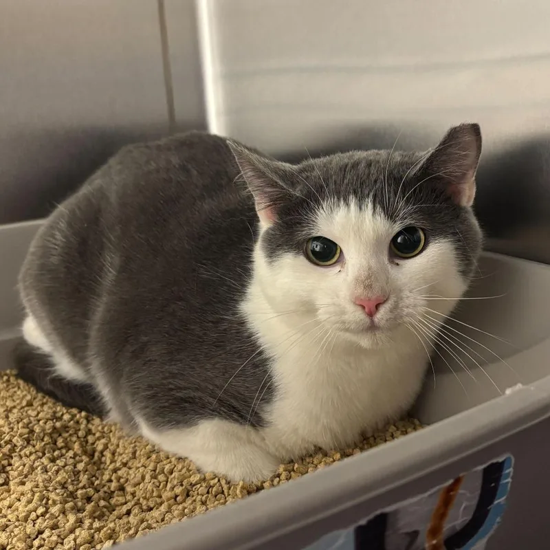 A young medium-sized female Gray / Blue / Silver Domestic Short Hair cat named Deviled Egg for adoption in Wilmington, DE