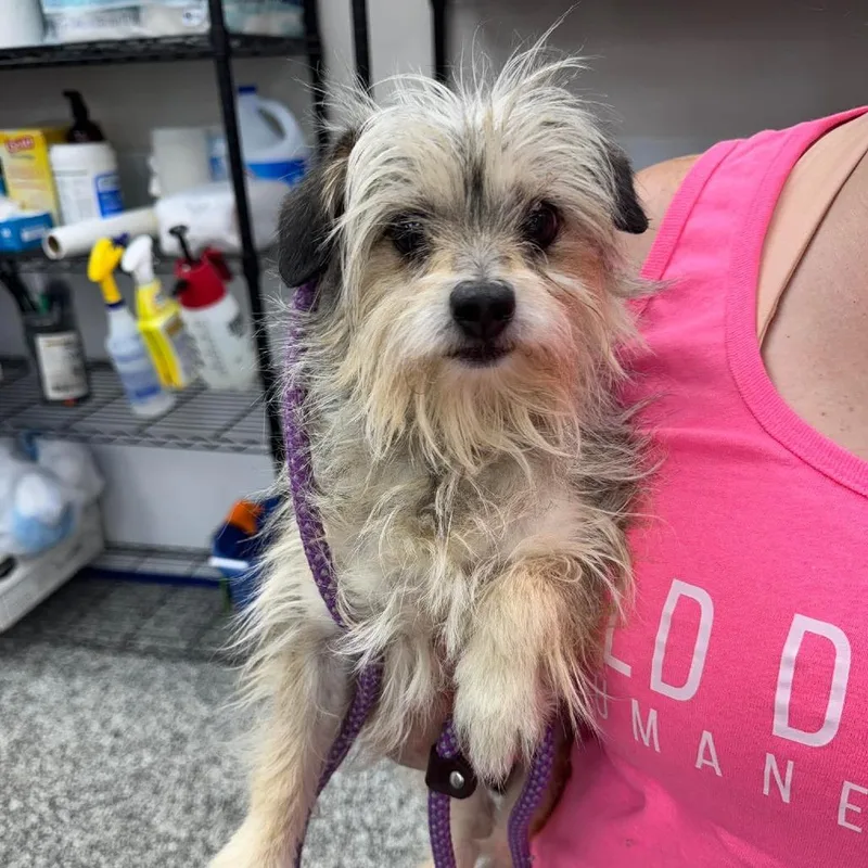 An adult small-sized female Yellow / Tan / Blond / Fawn Mixed Breed dog named Poppy for adoption in Fredericksburg, VA