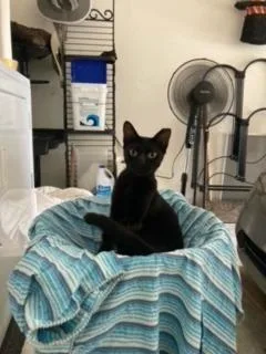 Jett
