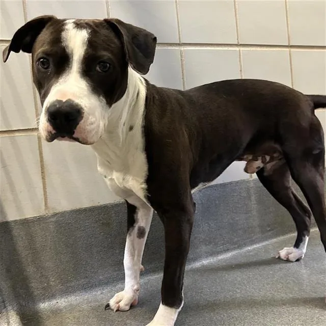 A young medium-sized male American Staffordshire Terrier dog named Baby for adoption in San Antonio, TX