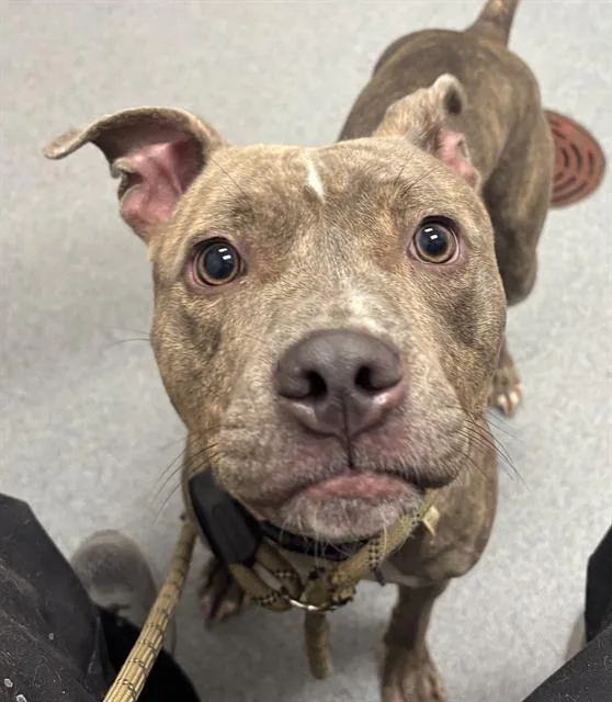 An adult medium-sized female Pit Bull Terrier dog named Vanilla for adoption in Indianapolis, IN