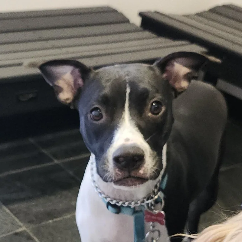 A young medium-sized female Black Terrier dog named Liberty for adoption in Clearwater, FL