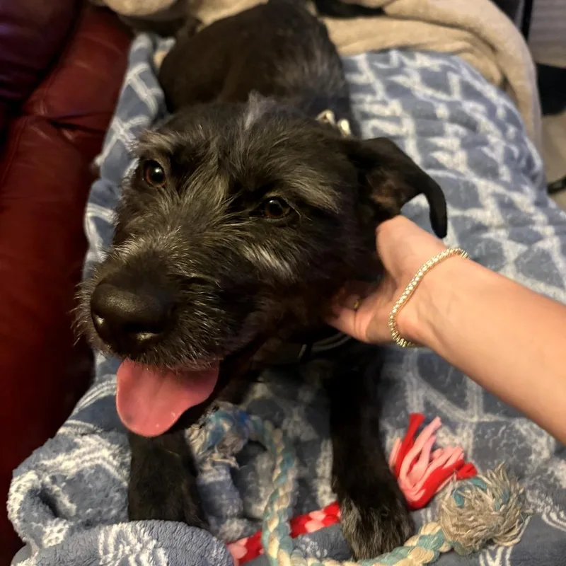 An adult medium-sized female Black Terrier dog named Tinkerbell for adoption in Melrose, FL