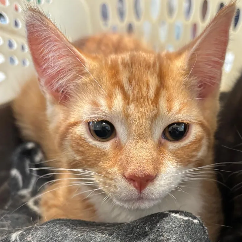 A baby small-sized male Orange / Red Domestic Short Hair cat named Cranberry for adoption in Allentown, PA