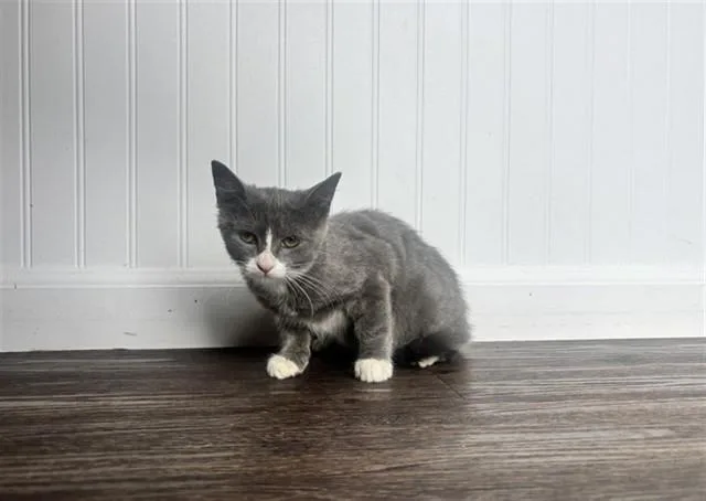 A baby small-sized female Domestic Short Hair cat named Sadie for adoption in Colorado Springs, CO