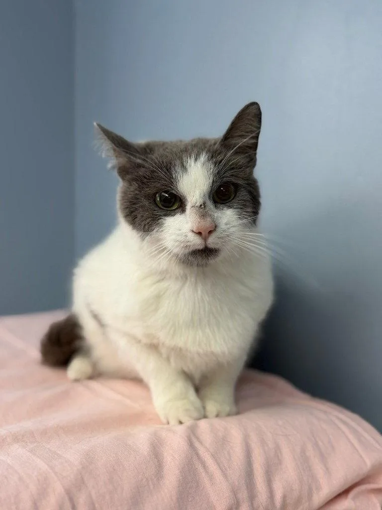 A young small-sized male Domestic Short Hair cat named Gary for adoption in Lovingston, VA
