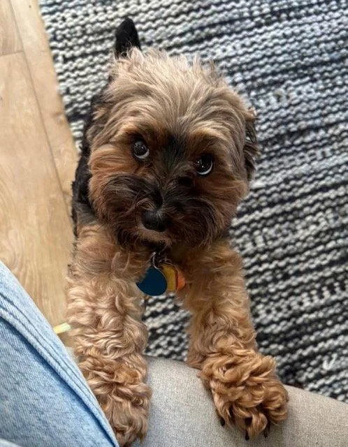 A senior small-sized female Yorkshire Terrier dog named Leyla for adoption in Seattle, WA