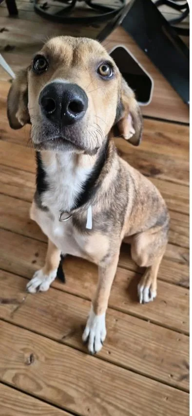 A baby medium-sized female Labrador Retriever dog named Kati for adoption in Barkhamsted, CT