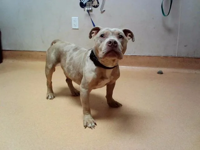 An adult medium-sized male Pit Bull Terrier dog named Guala Guala for adoption in Martinez, CA