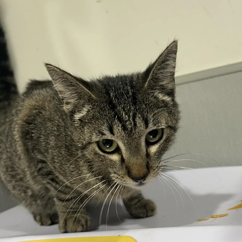 A young medium-sized female Orange / Red Domestic Short Hair cat named Rosita for adoption in Tampa, FL