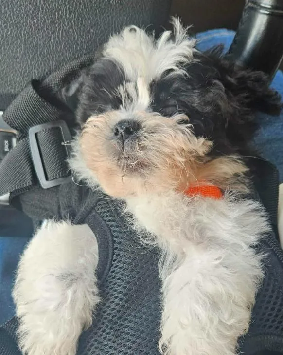 A baby small-sized male Bicolor Shih poo dog named Teddy for adoption in Twin lakes, WI