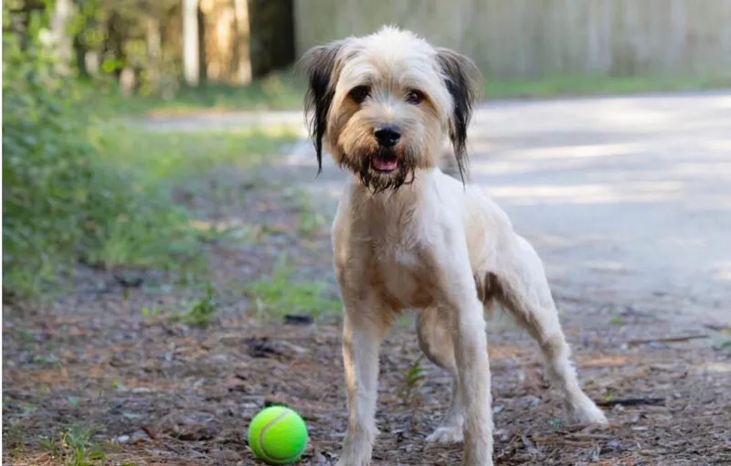 An adult medium-sized male Yellow / Tan / Blond / Fawn Poodle dog named Murphy for adoption in Pawleys Island, SC