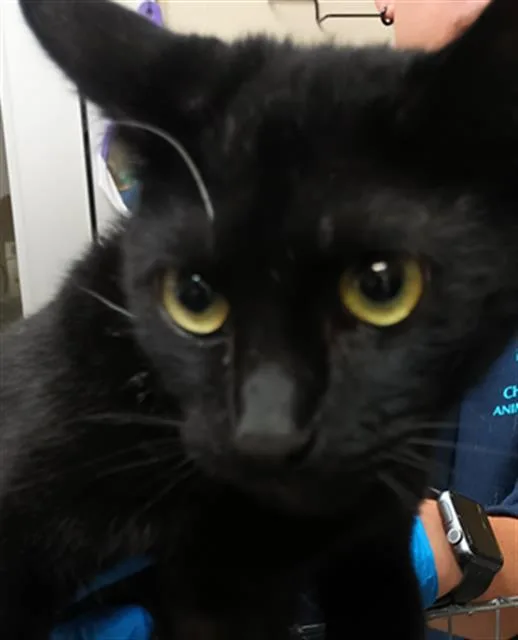 A young small-sized female Domestic Short Hair cat named Estrella for adoption in Chula Vista, CA