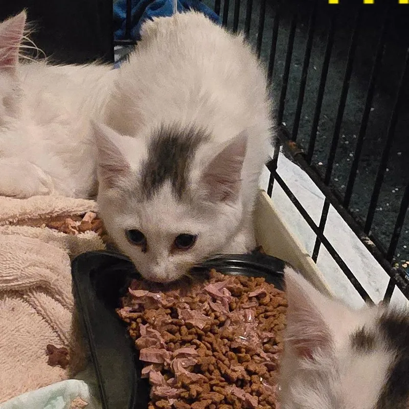 A baby small-sized female White Domestic Short Hair cat named Melany for adoption in Grantsville, UT