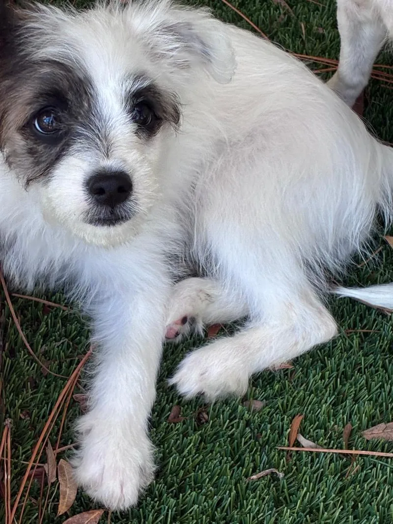 A baby small-sized female White / Cream Mixed Breed dog named Zola for adoption in Ruskin, FL
