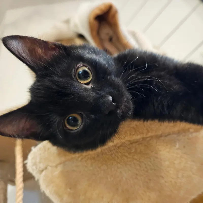 A baby medium-sized female Black Domestic Short Hair cat named Krishna for adoption in Ellensburg, WA