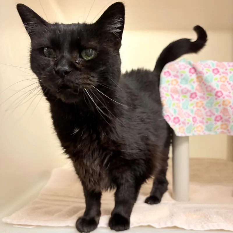 A senior medium-sized female Black Domestic Short Hair cat named Mama for adoption in Harrisonburg, VA