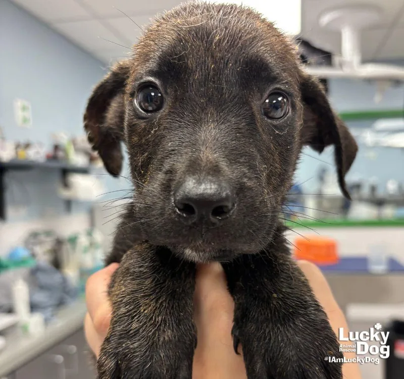 A baby large-sized male Shepherd dog named Poppy for adoption in Washington, DC