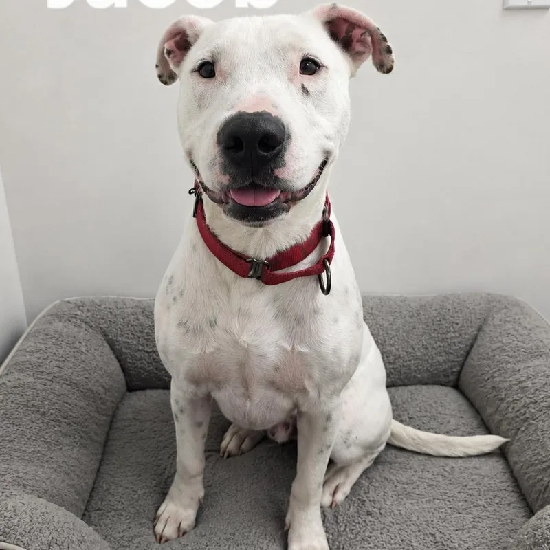 A young medium-sized male White / Cream Bull Terrier dog named Jacob for adoption in Magnolia, TX