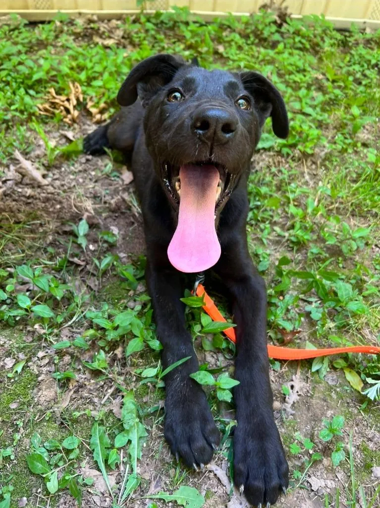 Pepper