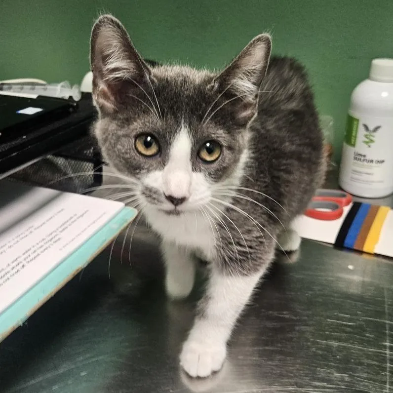 A baby small-sized female Gray / Blue / Silver Domestic Short Hair cat named Pink Fog for adoption in Austin, TX