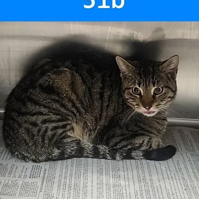 A young medium-sized male Brown / Chocolate Domestic Short Hair cat named Lite Brite for adoption in Charlottesville, VA