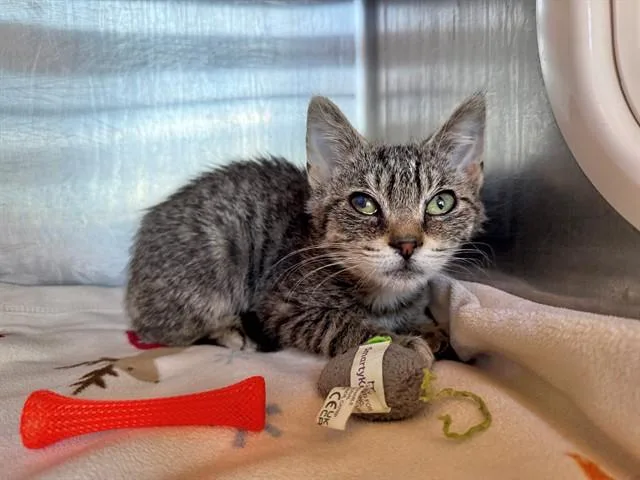 A baby small-sized female Domestic Short Hair cat named Zinnia for adoption in Antioch, CA