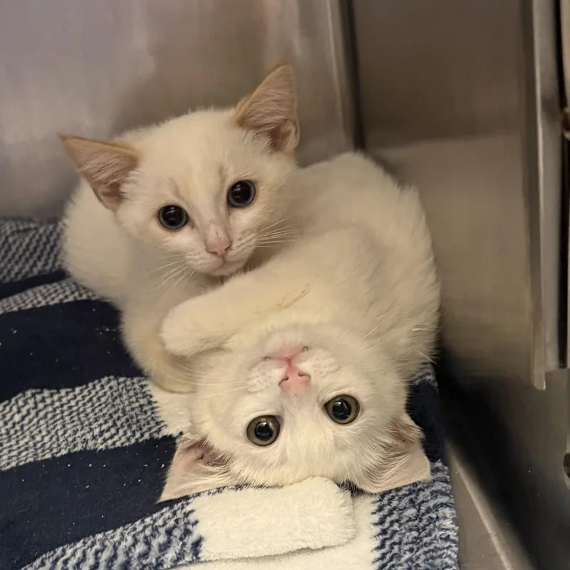 A baby small-sized male Buff / Tan / Fawn Domestic Short Hair cat named Johnny for adoption in Oakland, CA