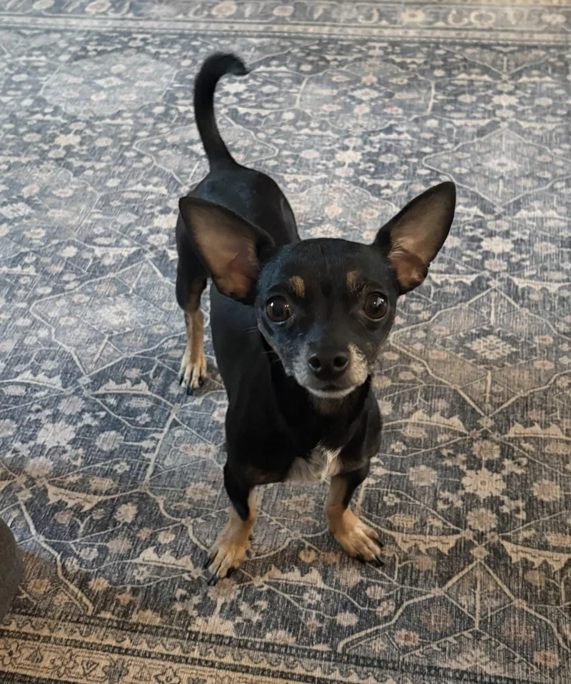 A young small-sized female Tricolor (Brown, Black, & White) Chihuahua dog named ChiChi Coming Late for adoption in Plano, TX