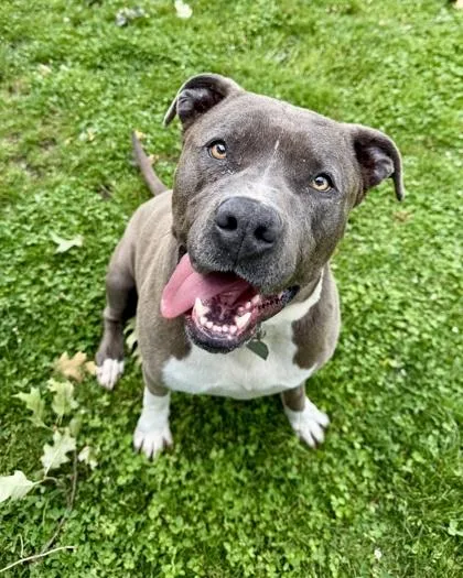An adult large-sized male Gray / Blue / Silver American Staffordshire Terrier dog named Adonis for adoption in Roseburg, OR
