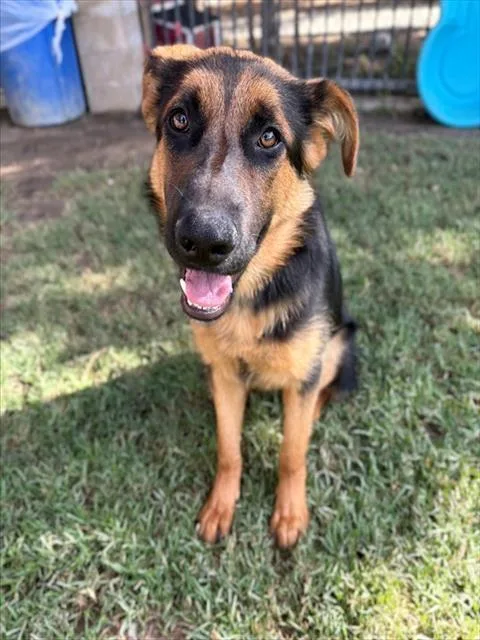 A young medium-sized female Shepherd dog named Chloe for adoption in Riverside, CA