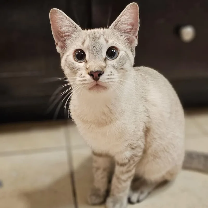 A young medium-sized female Siamese cat named Opal for adoption in Houston, TX