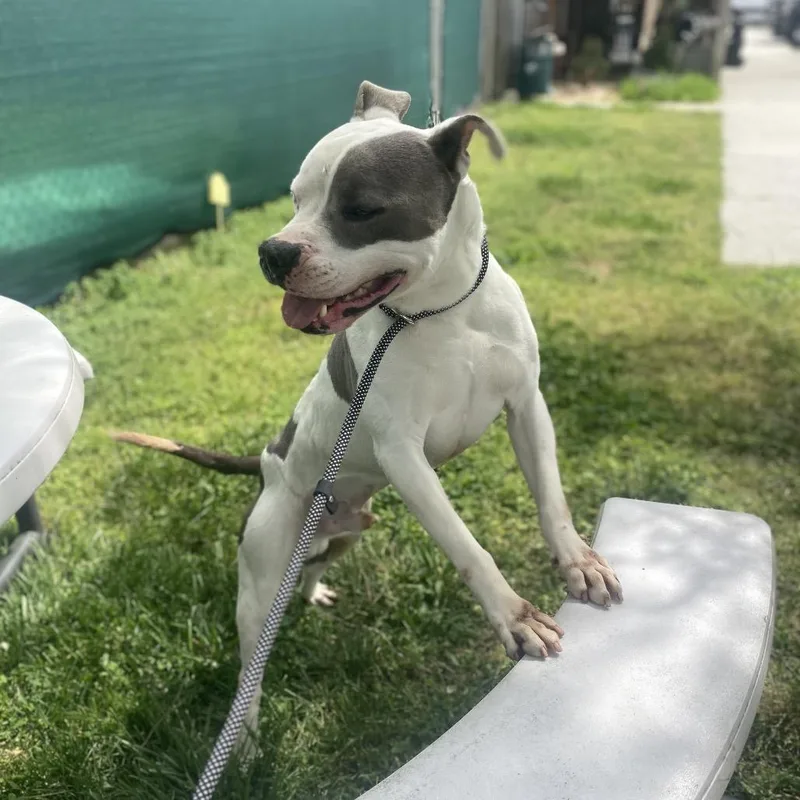 An adult medium-sized male White / Cream Pit Bull Terrier dog named Ferdinand for adoption in Caryville, TN