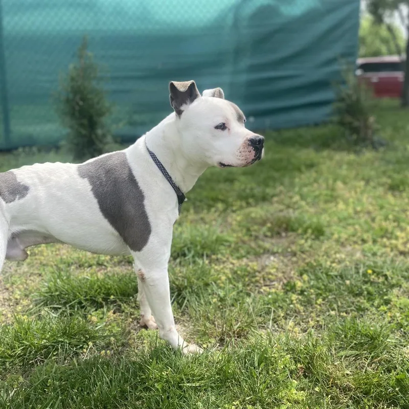 Ferdinand thumbnail 2