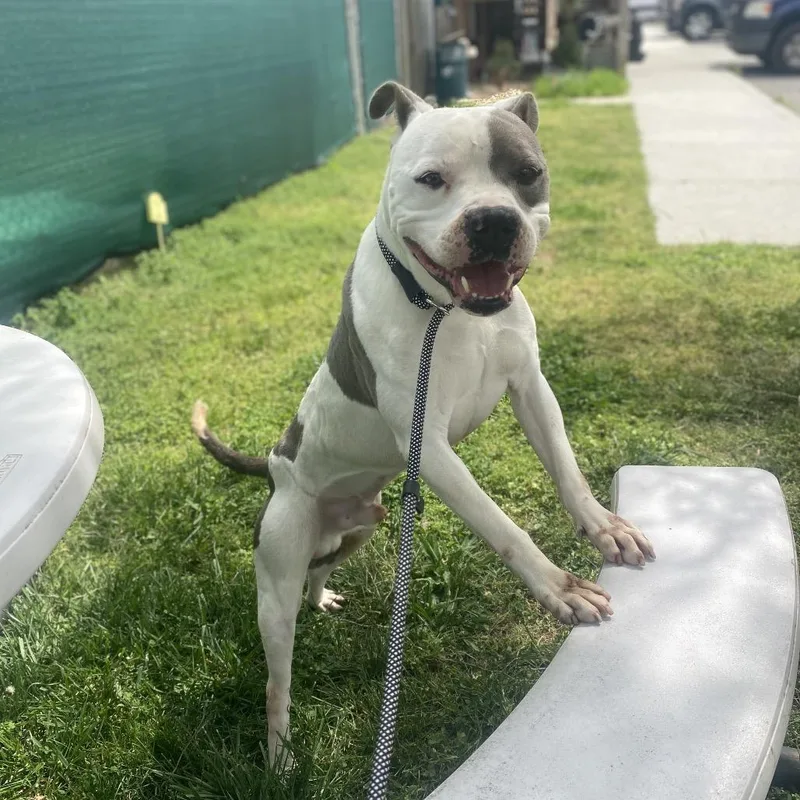 Ferdinand thumbnail 3