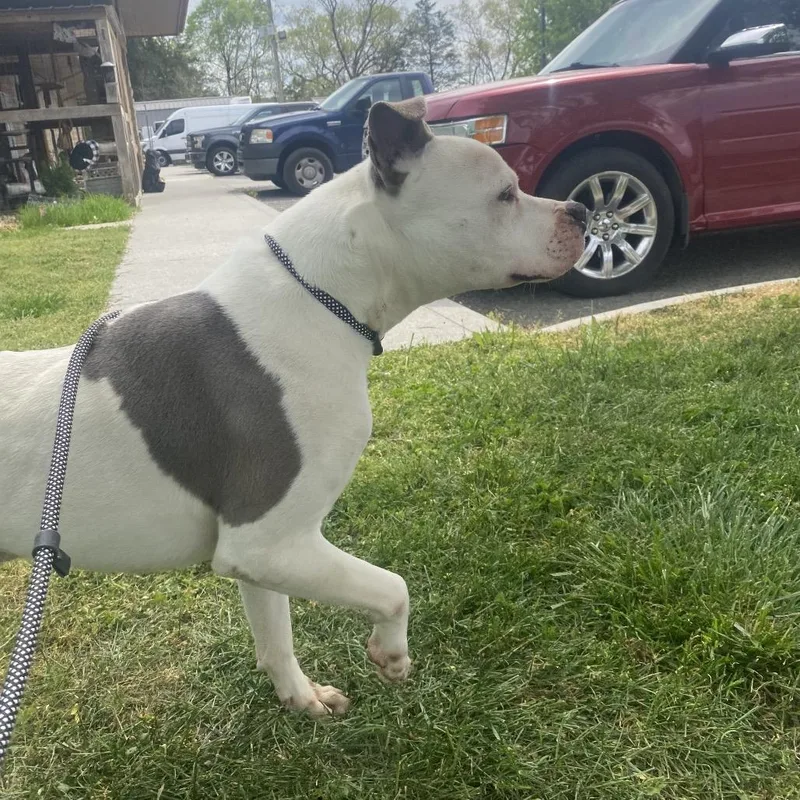 Ferdinand thumbnail 4