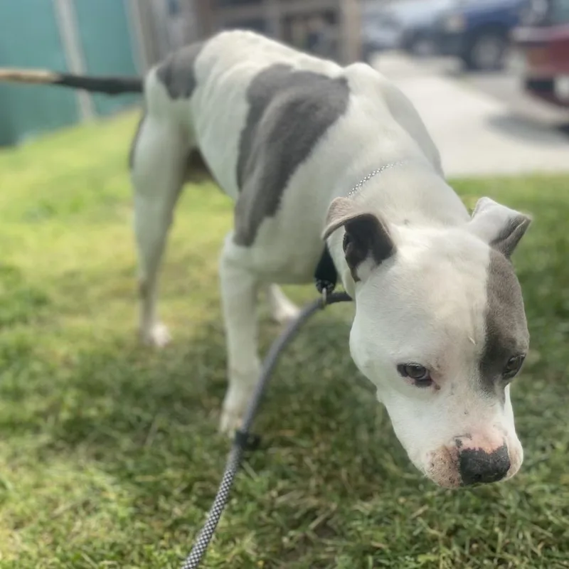 Ferdinand thumbnail 5