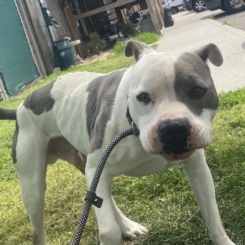 Ferdinand thumbnail 6