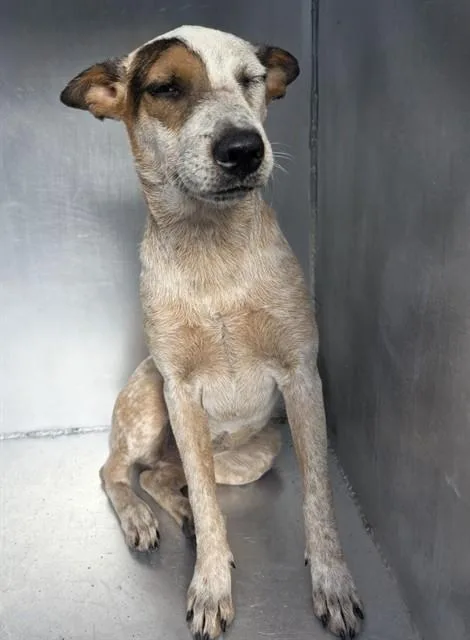 A young medium-sized female Australian Cattle Dog / Blue Heeler dog named A for adoption in Conroe, TX