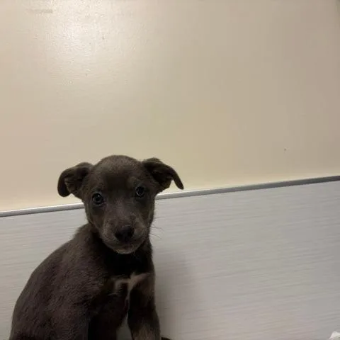 A baby small-sized female Gray / Blue / Silver Mixed Breed dog named Patty for adoption in Novelty, OH