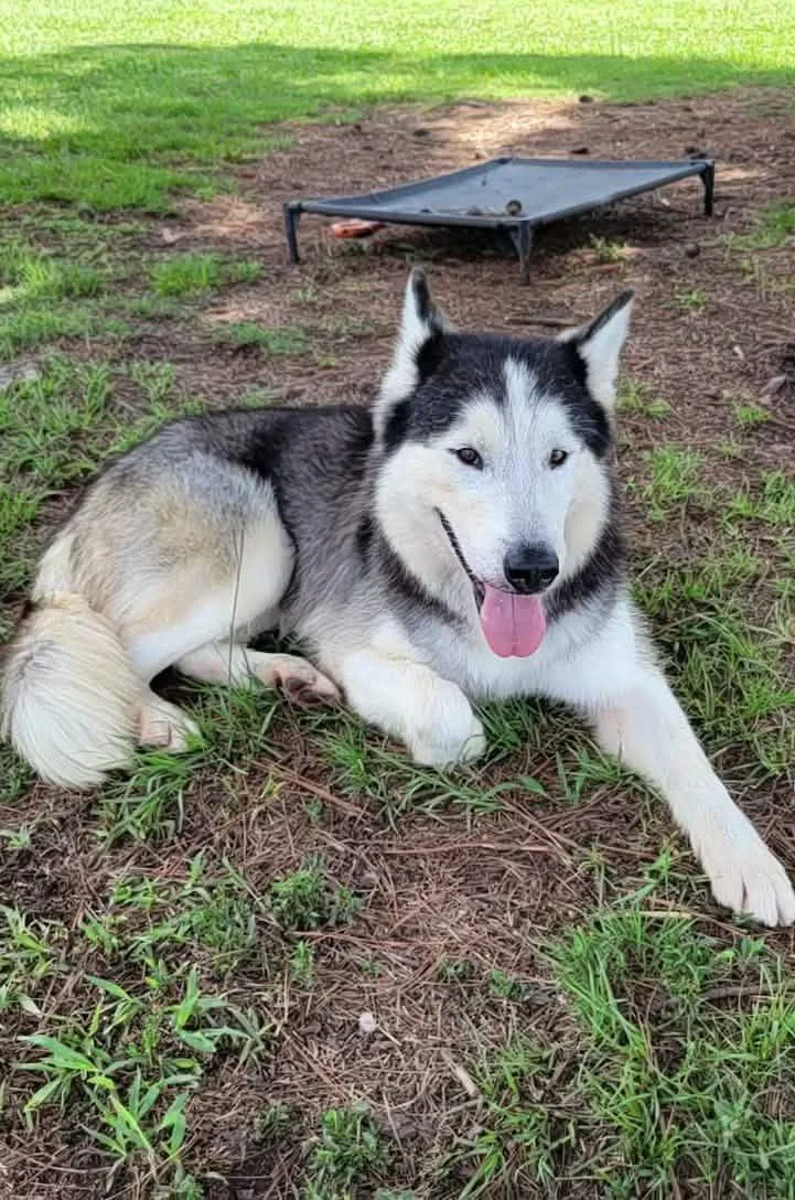 An adult large-sized male White / Cream Siberian Husky dog named Geyser for adoption in Myrtle Beach, SC