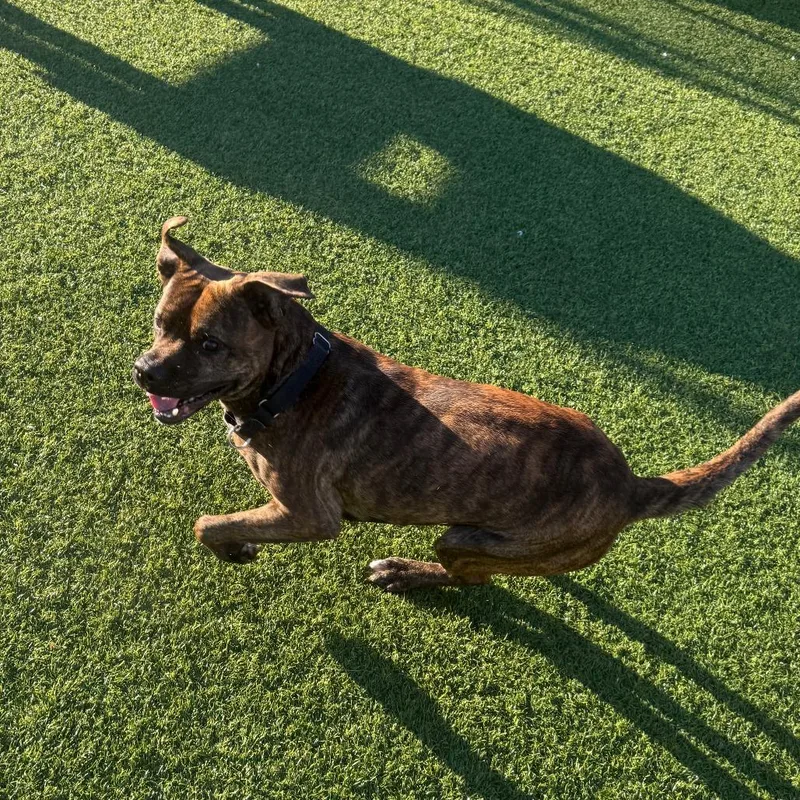 An adult medium-sized male Brindle Mixed Breed dog named Alder for adoption in Pittsburgh, PA