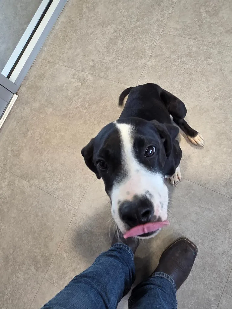 A baby medium-sized male Mixed Breed dog named Lincoln for adoption in Bossier City, LA