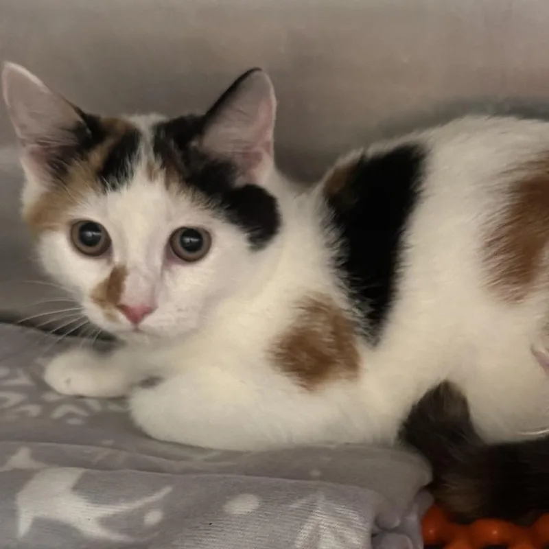 A baby small-sized female White Domestic Short Hair cat named Spice for adoption in Ringtown, PA
