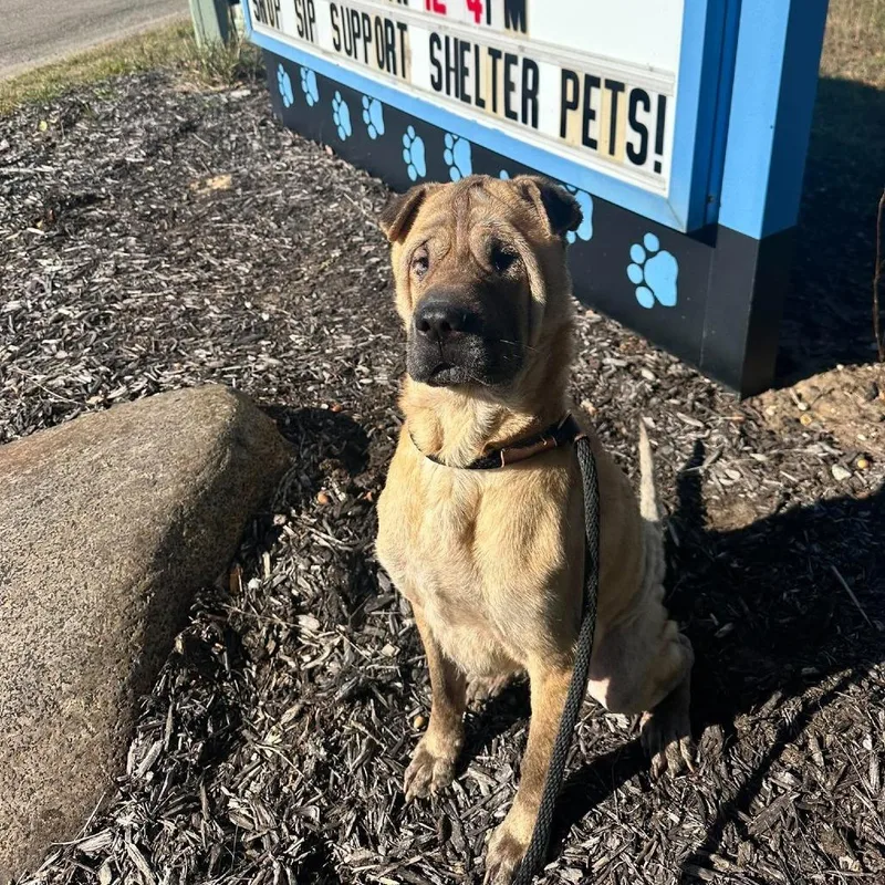 An adult medium-sized male Yellow / Tan / Blond / Fawn Mixed Breed dog named Grotto for adoption in West Olive, MI