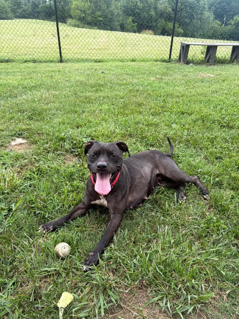 An adult medium-sized female Mixed Breed dog named Fancy for adoption in Gallatin, TN